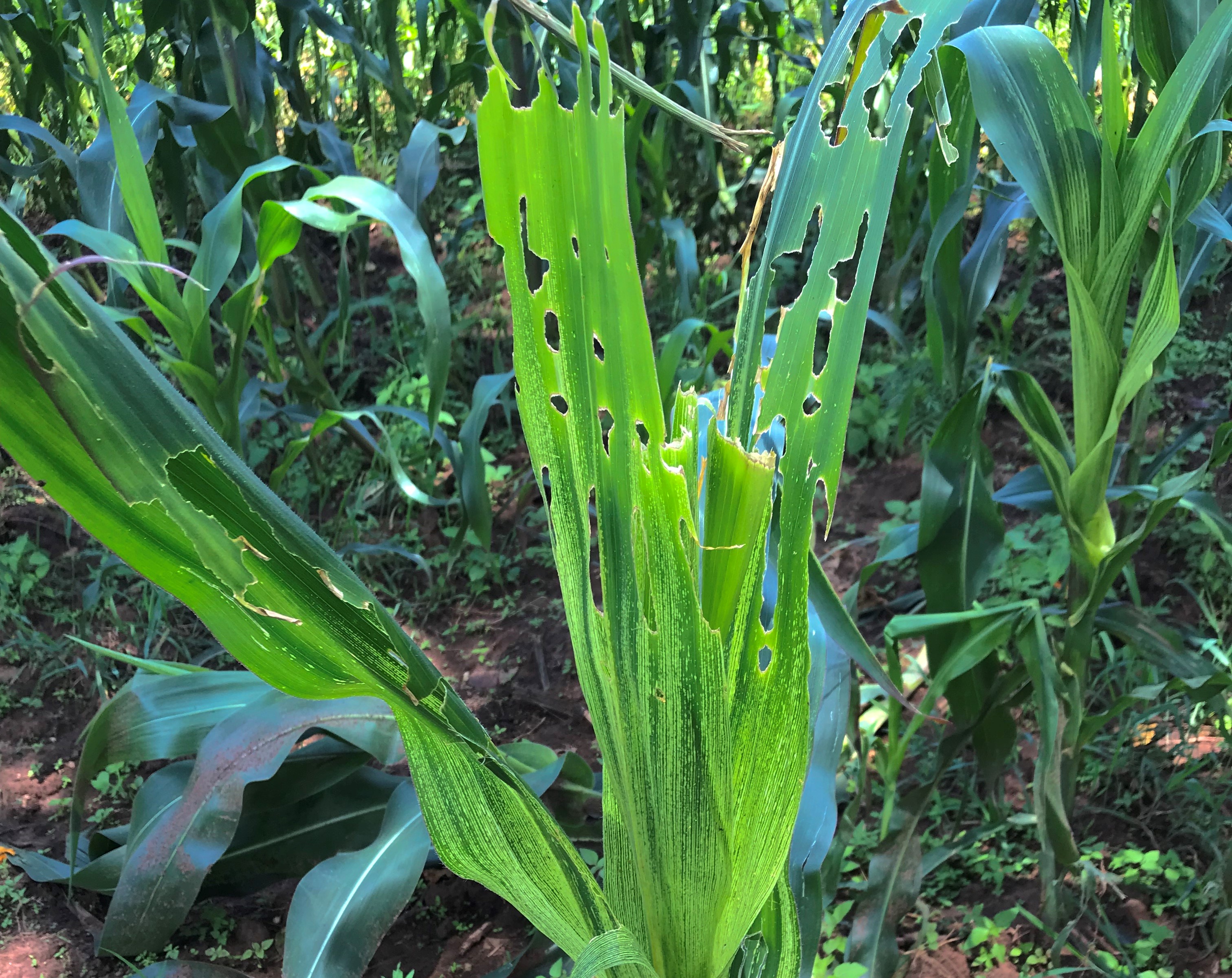 Helping Small Scale Farmers to Defeat a Voracious Enemy